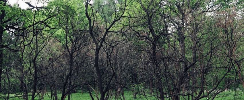 ведьме лес -- место силы